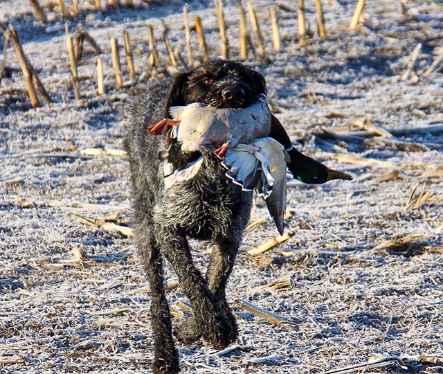 Arrow retrieving a drake mallard in Pitt Meadows, BC