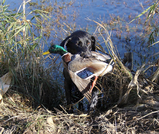 Pitt Meadows Hunts Buddi with a Duck