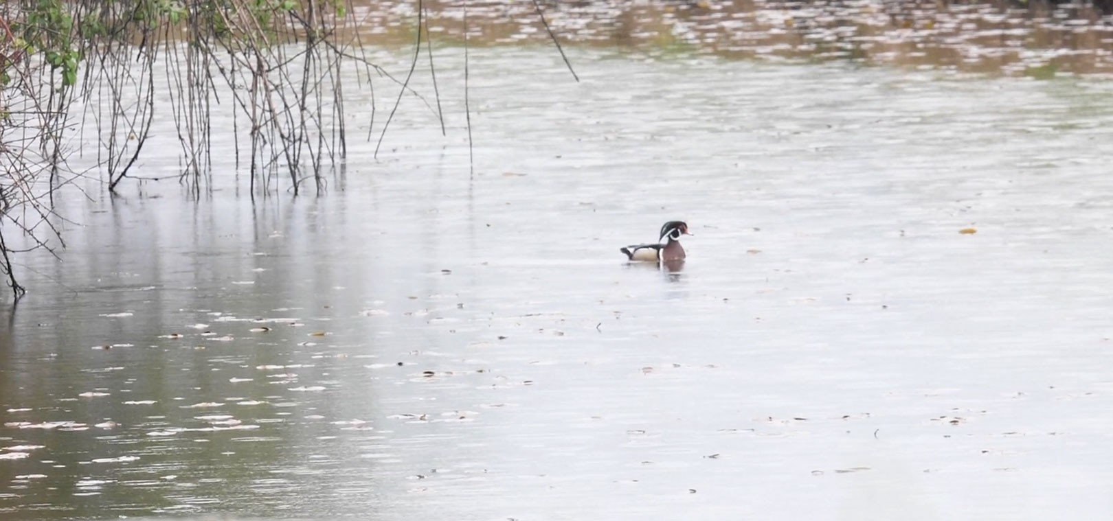 Wood Duck Drake from the Pitt Waterfowlers Nesting Box Program